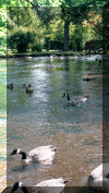 milhamparkgeese.gif (278037 bytes)