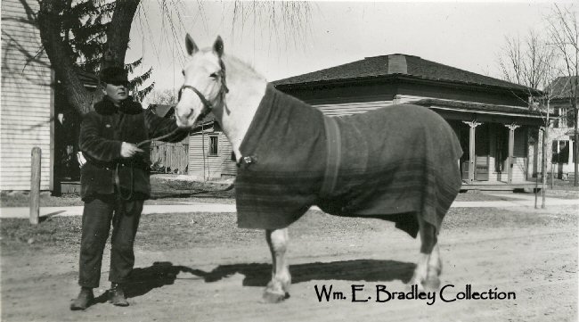 Bradley's horse