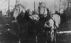 Horse Team