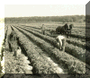 Horses in Celery Field