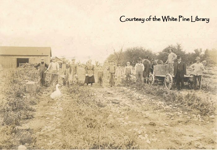 Stanton Area - Digging Potatoes